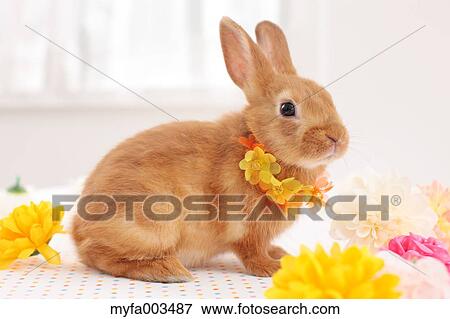 Stock Photo - Rabbit. Fotosearch