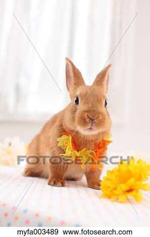 Rabbit View Large Photo Image Stock Photo - Rabbit. Fotosearch