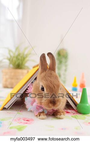 Rabbit View Large Photo Image Stock Photo - Rabbit. Fotosearch