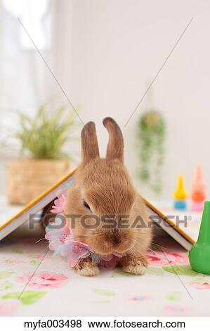 Stock Photo - Rabbit. Fotosearch
