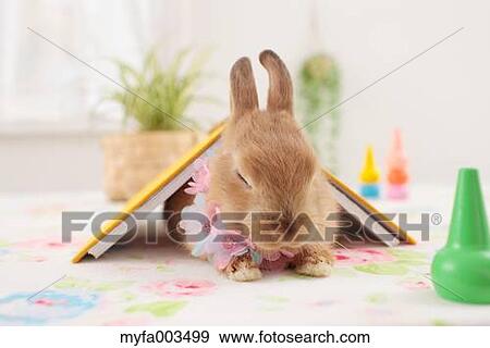Rabbit View Large Photo Image Stock Photo - Rabbit. Fotosearch