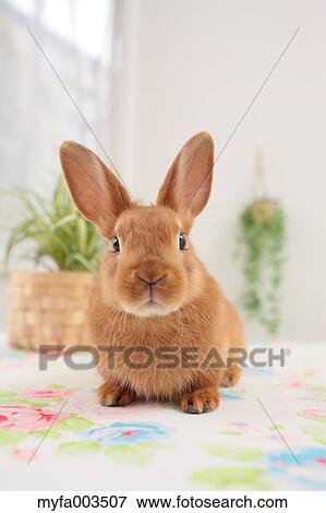 Rabbit View Large Photo Image Stock Photo - Rabbit. Fotosearch