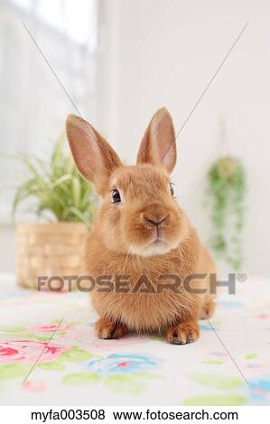 Rabbit View Large Photo Image Stock Photo - Rabbit. Fotosearch