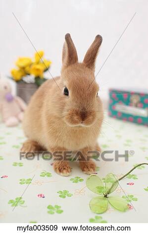 Rabbit View Large Photo Image Stock Photo - Rabbit. Fotosearch