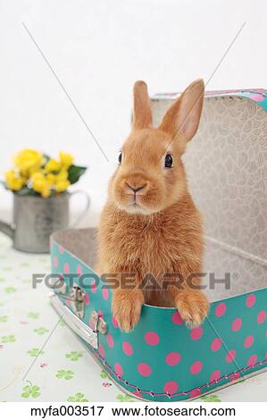 Stock Photo - Rabbit. Fotosearch