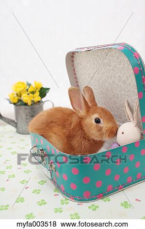 Rabbit View Large Photo Image Stock Photo - Rabbit. Fotosearch