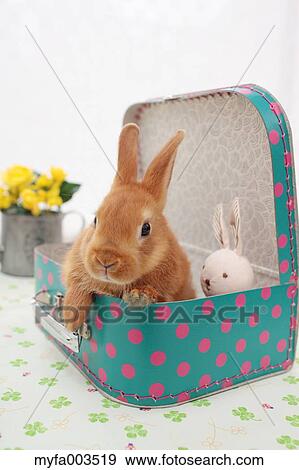 Rabbit View Large Photo Image Stock Photo - Rabbit. Fotosearch