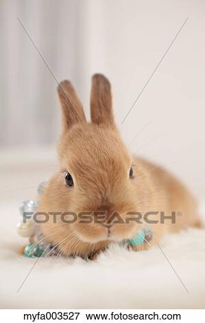 Rabbit View Large Photo Image Stock Photo - Rabbit. Fotosearch