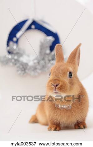 Stock Photo - Rabbit. Fotosearch