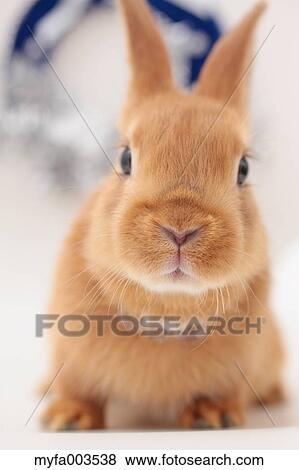 Rabbit View Large Photo Image Stock Photo - Rabbit. Fotosearch