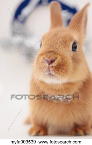 Rabbit View Large Photo Image Stock Photo - Rabbit. Fotosearch