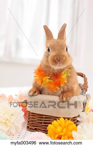 Rabbit View Large Photo Image Stock Photograph - Rabbit. Fotosearch