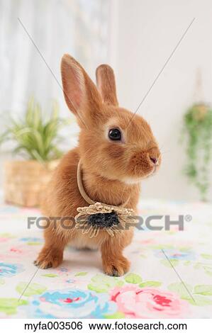 Rabbit View Large Photo Image Stock Photograph - Rabbit. Fotosearch