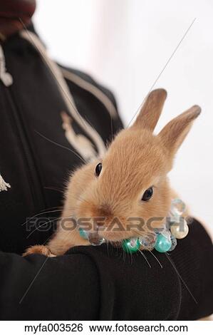 Rabbit View Large Photo Image Stock Photograph - Rabbit. Fotosearch