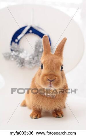 Rabbit View Large Photo Image Stock Photograph - Rabbit. Fotosearch