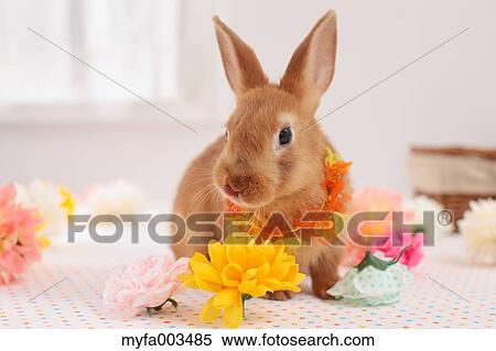 Rabbit View Large Photo Image Stock Photography - Rabbit. Fotosearch