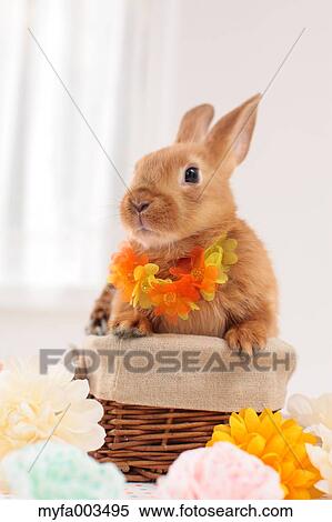 Rabbit View Large Photo Image Stock Photography - Rabbit. Fotosearch