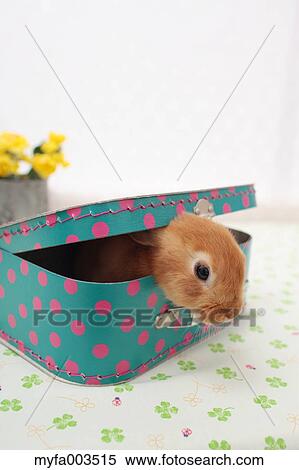 Rabbit View Large Photo Image Stock Photography - Rabbit. Fotosearch