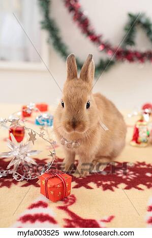 Rabbit View Large Photo Image Stock Photography - Rabbit. Fotosearch