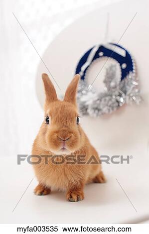 Rabbit View Large Photo Image Stock Photography - Rabbit. Fotosearch