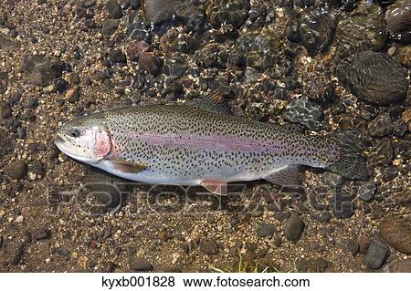 Rainbow Trout View Large Photo Image Stock Photo - Rainbow Trout. Fotosearch
