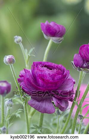 Ranunculus View Large Photo Image Stock Photograph - Ranunculus. Fotosearch
