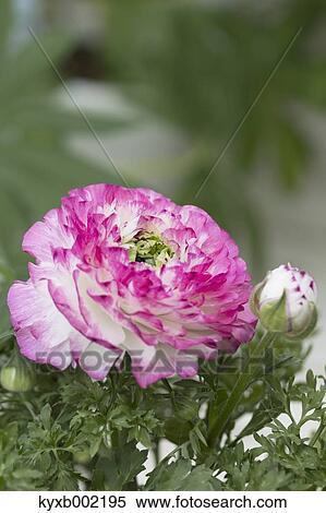 Ranunculus View Large Photo Image Stock Photography - Ranunculus. Fotosearch