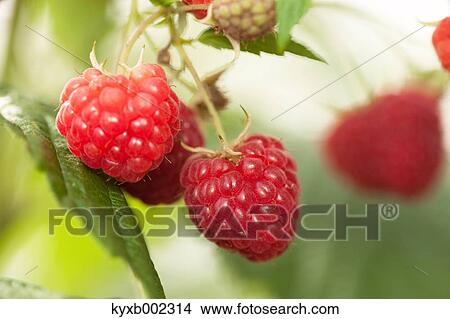 Raspberries View Large Photo Image Picture - Raspberries. Fotosearch