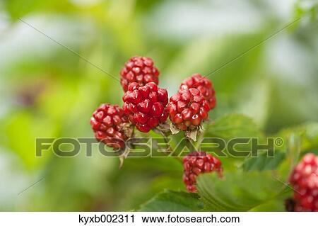 Raspberries View Large Photo Image Stock Image - Raspberries. Fotosearch