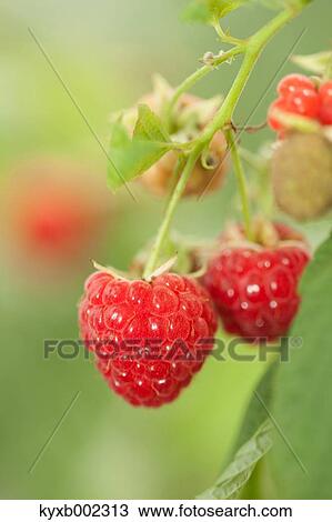 Raspberries View Large Photo Image Stock Image - Raspberries. Fotosearch