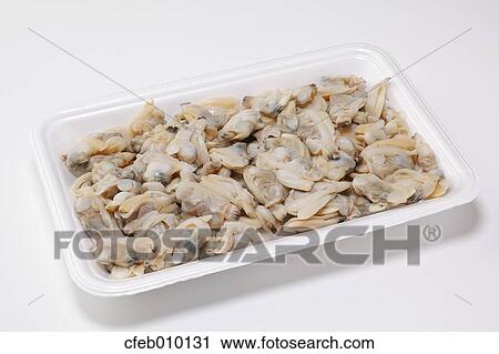 Raw Asari clams View Large Photo Image Stock Image - Raw Asari clams. Fotosearch