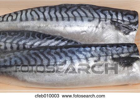 Stock Image - Raw Mackerel. Fotosearch