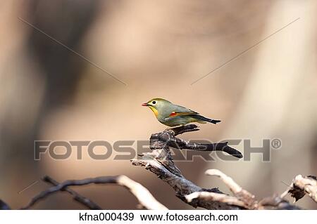 Red-Billed Leiothrix View Large Photo Image Stock Photo - Red-Billed Leiothrix. Fotosearch