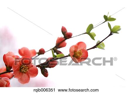 Stock Image - Red flowers. Fotosearch