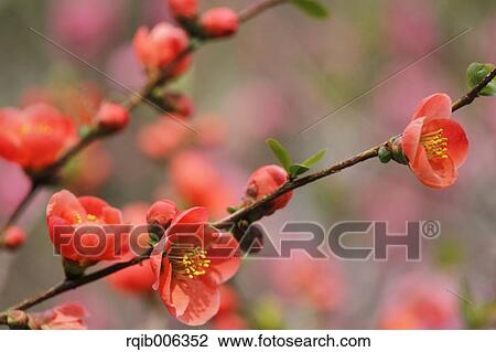 Stock Image - Red flowers. Fotosearch