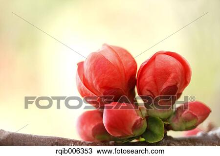 Stock Image - Red flowers. Fotosearch