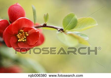 Red flowers View Large Photo Image Stock Image - Red flowers. Fotosearch