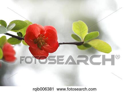 Red flowers View Large Photo Image Stock Image - Red flowers. Fotosearch
