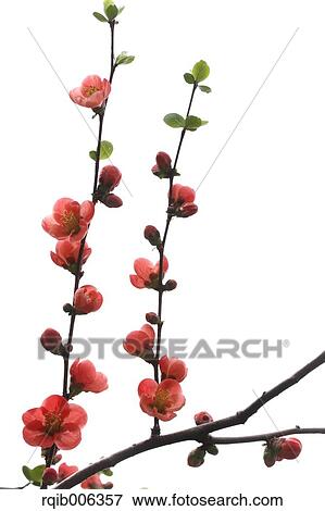 Stock Photo - Red flowers. Fotosearch
