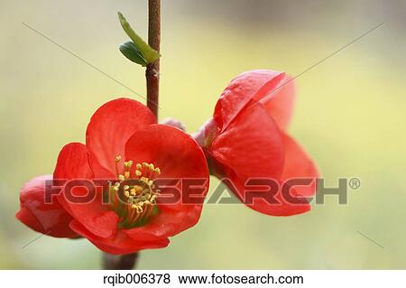 Red flowers View Large Photo Image Stock Photo - Red flowers. Fotosearch