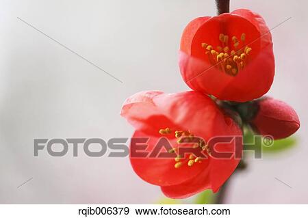 Stock Photo - Red flowers. Fotosearch