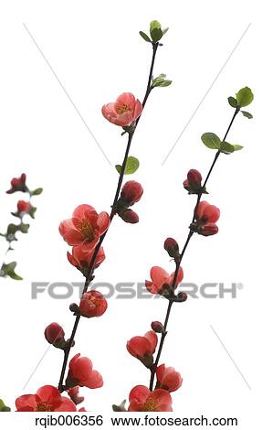 Red flowers View Large Photo Image Stock Photograph - Red flowers. Fotosearch
