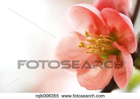 Stock Photography - Red flowers. Fotosearch