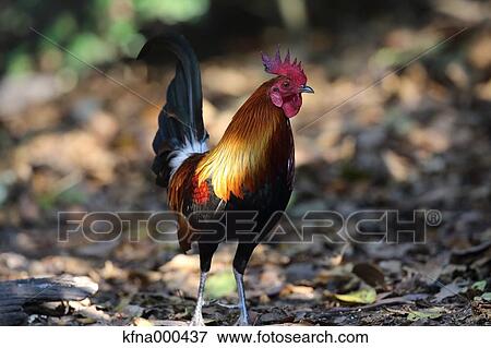 Red Junglefowl View Large Photo Image Stock Photo - Red Junglefowl. Fotosearch