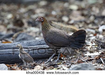 Red Junglefowl View Large Photo Image Stock Photo - Red Junglefowl. Fotosearch