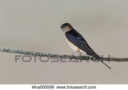 Red-Rumped Swallow View Large Photo Image Stock Photograph - Red-Rumped Swallow. Fotosearch