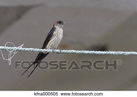 Red-Rumped Swallow View Large Photo Image Stock Photography - Red-Rumped Swallow. Fotosearch