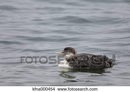 Red-Throated Loon View Large Photo Image Picture - Red-Throated Loon. Fotosearch