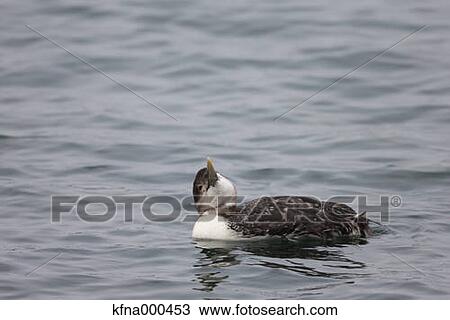 Red-Throated Loon View Large Photo Image Stock Image - Red-Throated Loon. Fotosearch