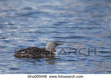 Red-Throated Loon View Large Photo Image Stock Photograph - Red-Throated Loon. Fotosearch